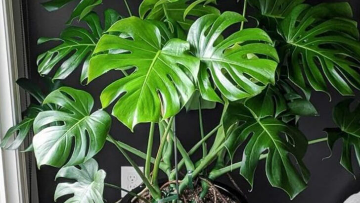 15 Houseplants Found in Celebrity Homes Right Now