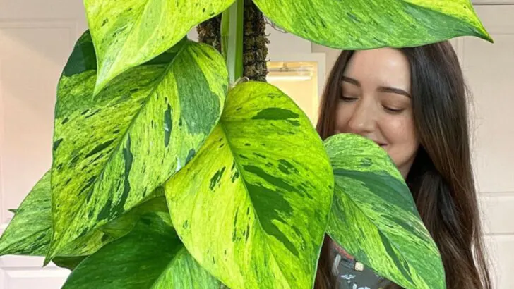 15 Houseplants That Changed the Way People Decorate Small Spaces