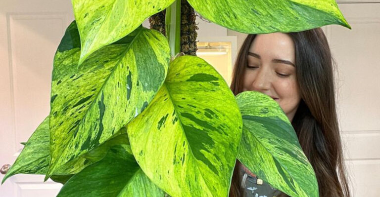 15 Houseplants That Changed the Way People Decorate Small Spaces