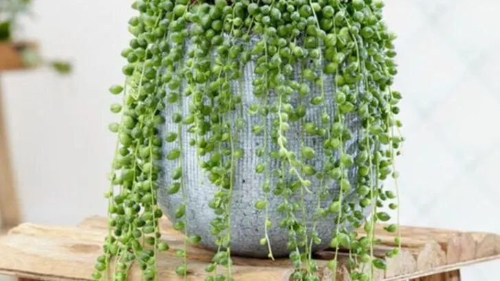 15 Houseplants That Look Fake (But Are Completely Real—and Thriving)