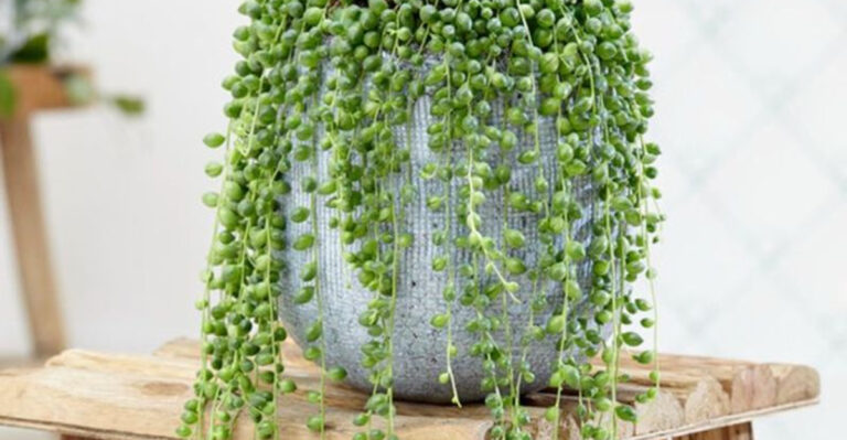 15 Houseplants That Look Fake (But Are Completely Real—and Thriving)