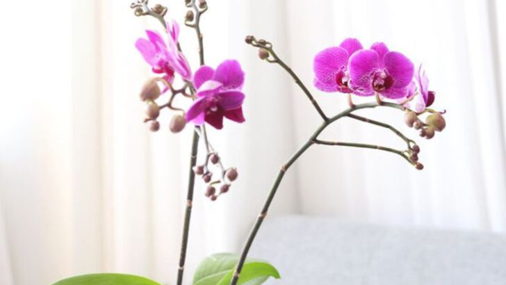15 Houseplants That Look Like You Got Them From an Expensive Spa