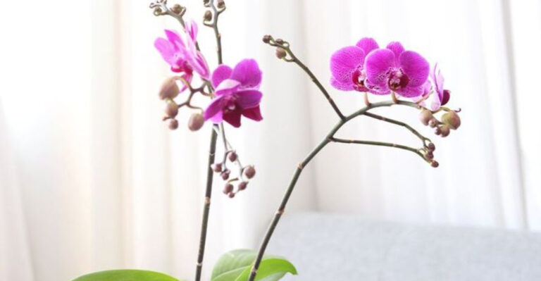 15 Houseplants That Look Like You Got Them From an Expensive Spa