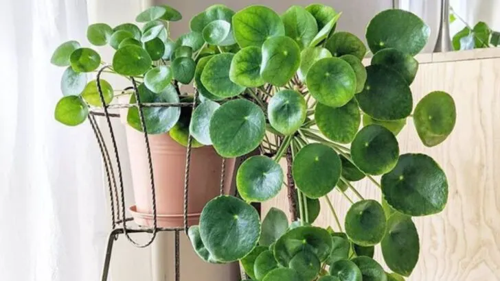 15 Houseplants That Will Make Your Guests Say “Is That Real?”