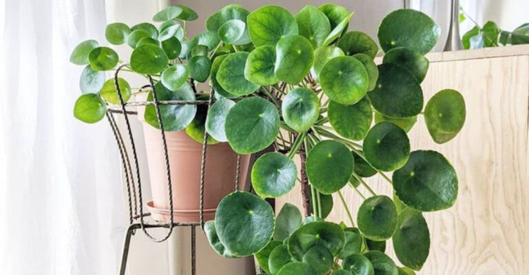 15 Houseplants That Will Make Your Guests Say “Is That Real?”