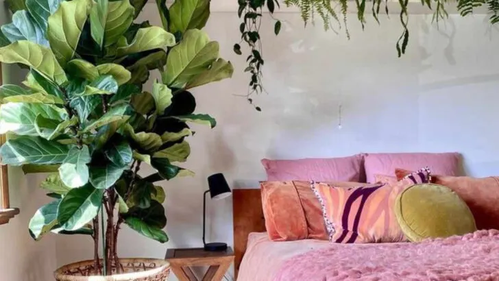 15 Indoor Plants That Turn Your Bedroom Into a Jungle Oasis