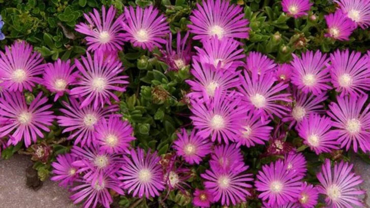 15 Low-Growing Ground Covers for Shade (And 5 That Require Sun)