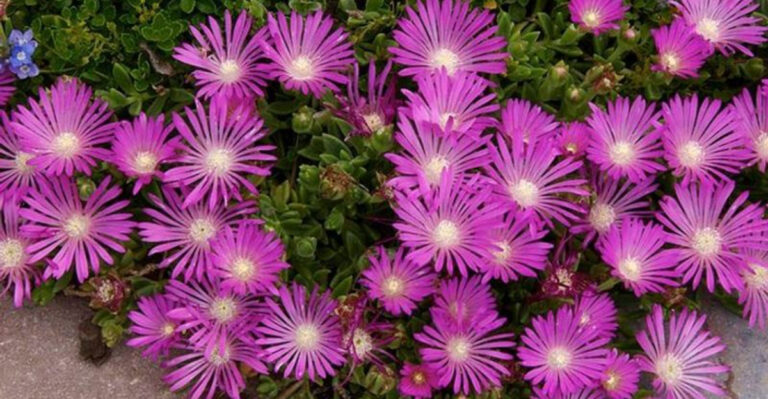 15 Low-Growing Ground Covers for Shade (And 5 That Require Sun)