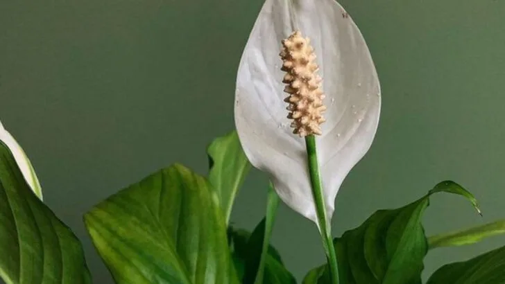 15 Low-Light Plants That Will Thrive in Dark Corners