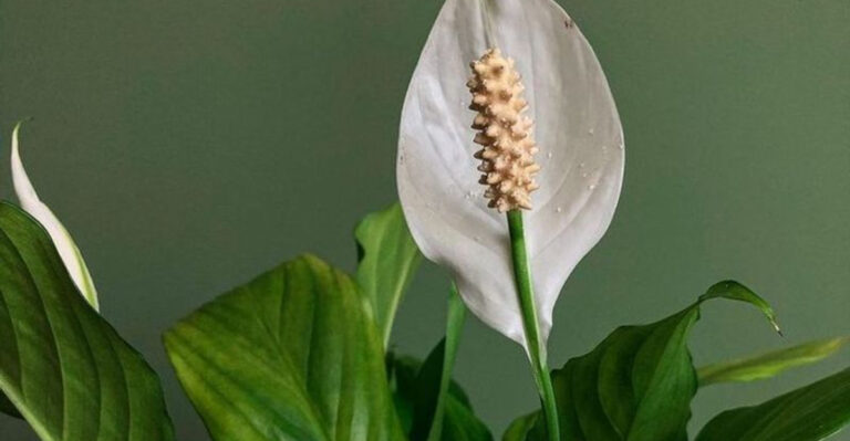 15 Low-Light Plants That Will Thrive in Dark Corners