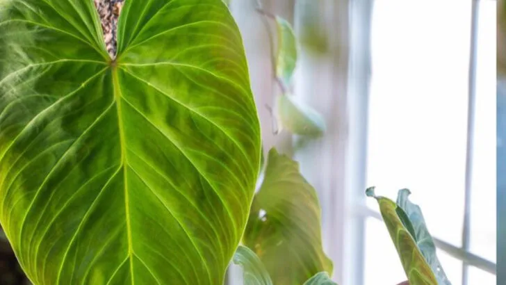 15 Low-Maintenance Plants That Look High-Maintenance