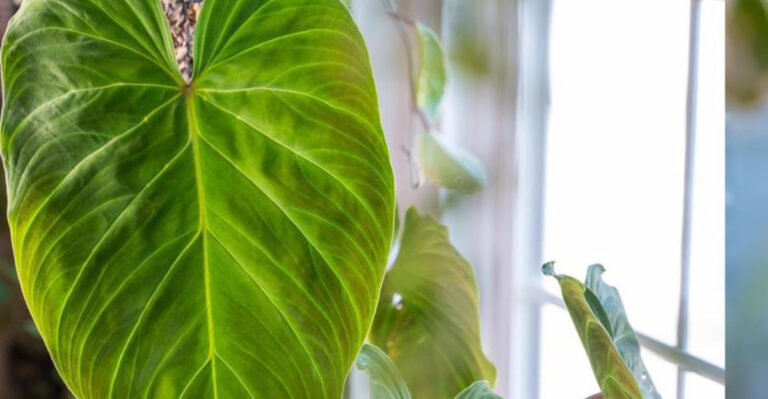 15 Low-Maintenance Plants That Look High-Maintenance