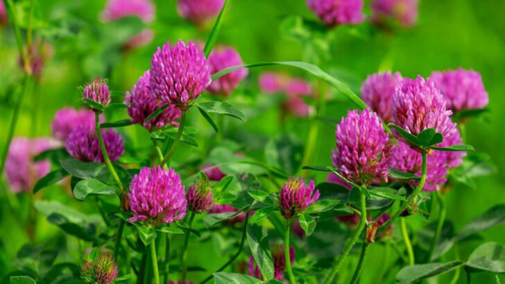 15 Medicinal Weeds That Might Be Growing in Your Backyard Right Now