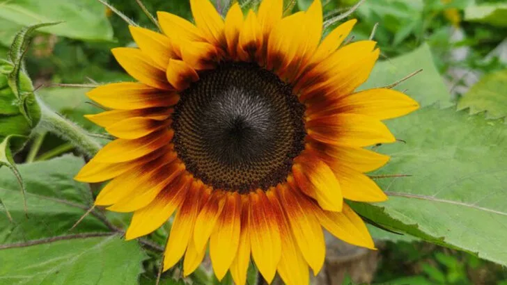 15 Native Flowers That Outshine Imported Ones