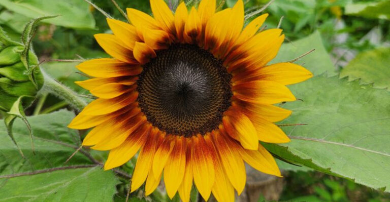 15 Native Flowers That Outshine Imported Ones