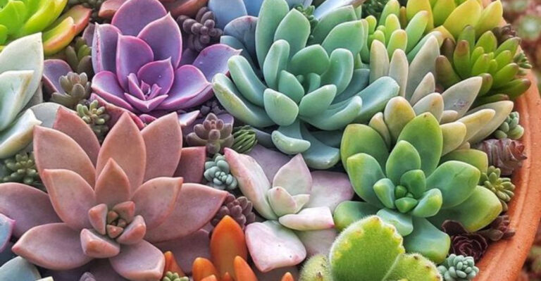 15 Outdoor Plants That Look Best With Zero Effort (Even in a Heatwave)