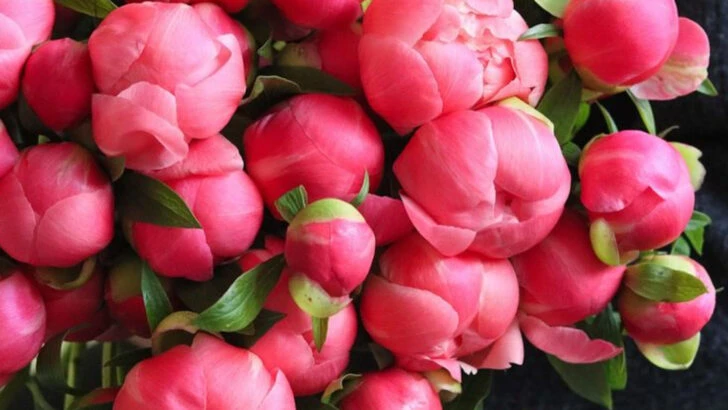 15 Peonies That Bloom Like Fireworks—and Smell Even Better