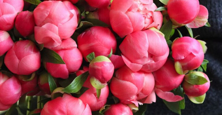 15 Peonies That Bloom Like Fireworks—and Smell Even Better