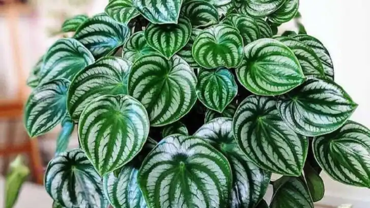 15 Pet-Friendly Houseplants Every Cat and Dog Owner Should Know