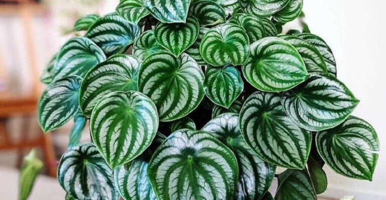 15 Pet-Friendly Houseplants Every Cat and Dog Owner Should Know