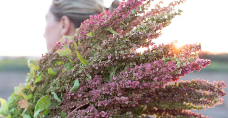 15 Pioneer Vegetables That Survived the Wild and Still Thrive Today