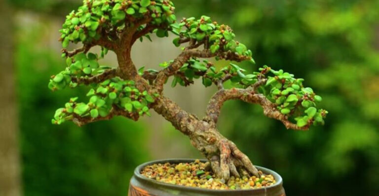 15 Plants Everyone’s Obsessed With (And How to Keep Them Alive)