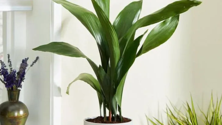 15 Plants That Are So Easy, It Feels Like You’re Cheating