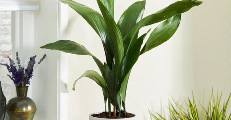 15 Plants That Are So Easy, It Feels Like You’re Cheating