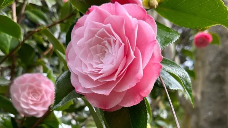 15 Plants That Give Your Garden Color Even When Nothing Else Is Blooming