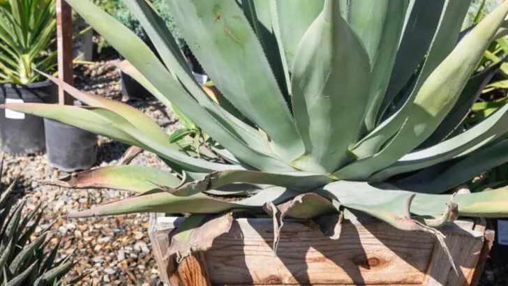 15 Plants That Look Amazing in Big Pots