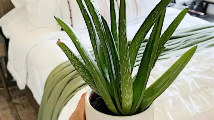 15 Plants That Might Actually Help You Sleep Better