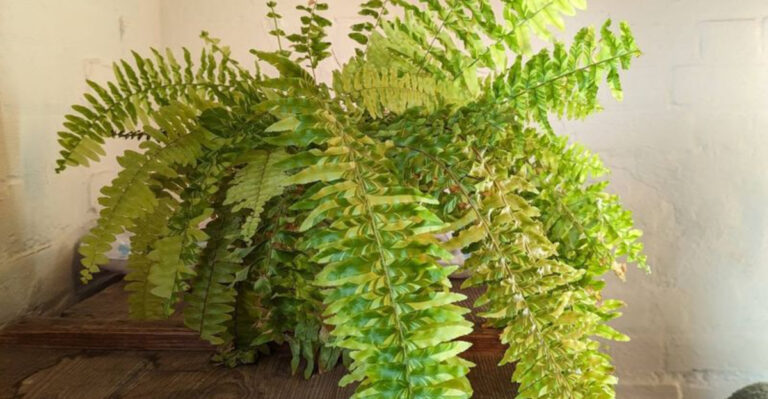 15 Plants That Will Totally Change the Energy of Your Space