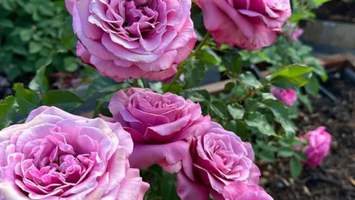 15 Plants You Should Stop Growing (And What to Grow Instead for Better Results)