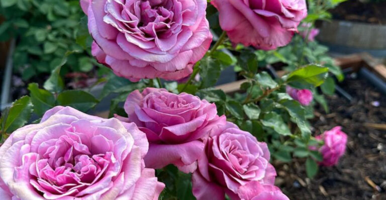 15 Plants You Should Stop Growing (And What to Grow Instead for Better Results)