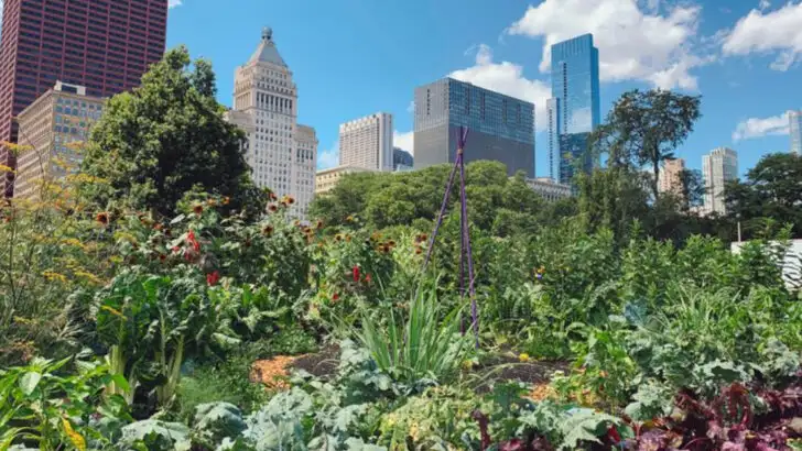 15 Reasons Urban Gardening Is Booming Across American Cities (And How to Join In)