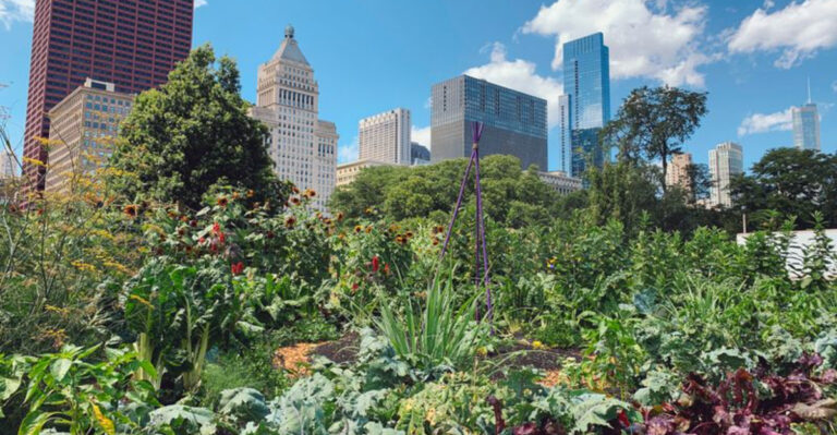 15 Reasons Urban Gardening Is Booming Across American Cities (And How to Join In)
