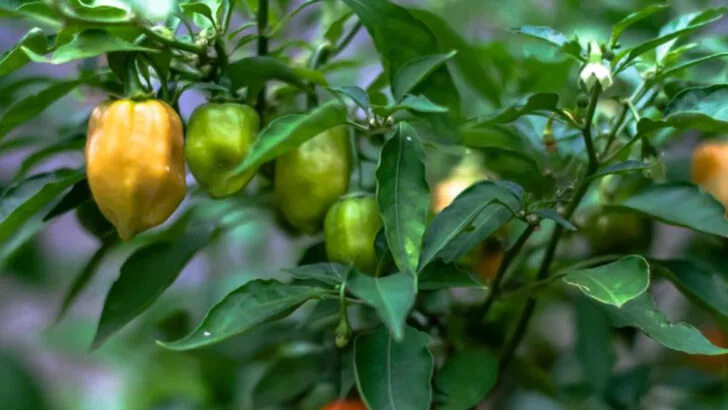 15 Reasons Your Garden Isn’t Feeding You as Well as It Could