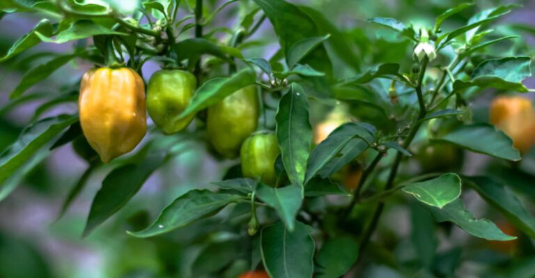 15 Reasons Your Garden Isn’t Feeding You as Well as It Could