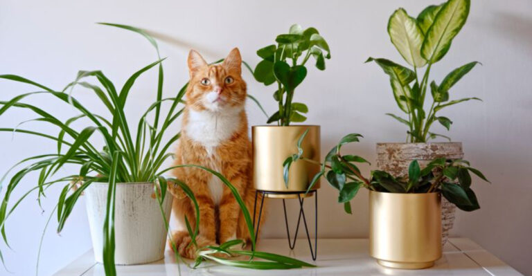 15 Signs Your Pet May Be Reacting to a Toxic Plant