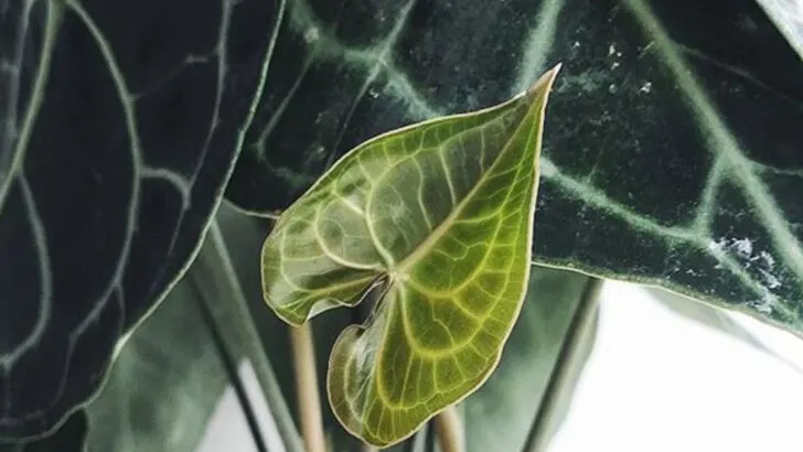 15 Things Only Plant People Understand (And Will Totally Nod At)