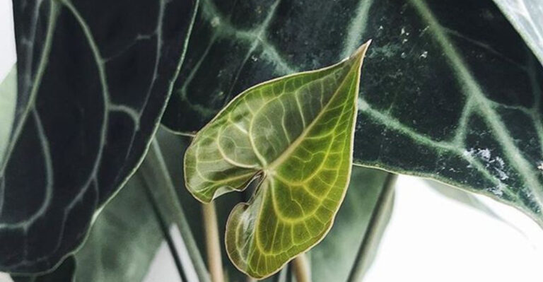 15 Things Only Plant People Understand (And Will Totally Nod At)