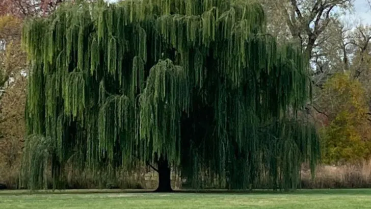 15 Trees That Drop Gorgeous Leaves All Year (Not Just Fall!)