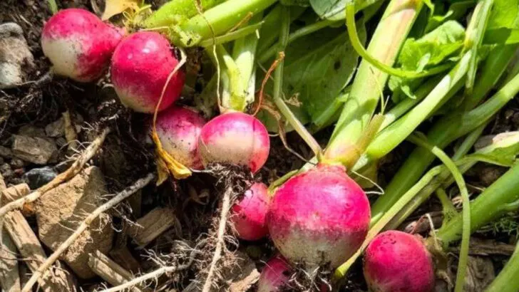 15 Vegetables That Grow Fast From Seed (And 5 That Take Their Time)