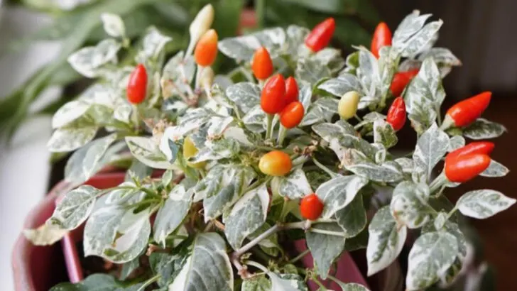 15 Vegetables You Can Grow Without a Backyard (Balcony-Friendly!)