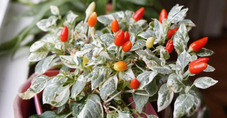 15 Vegetables You Can Grow Without a Backyard (Balcony-Friendly!)