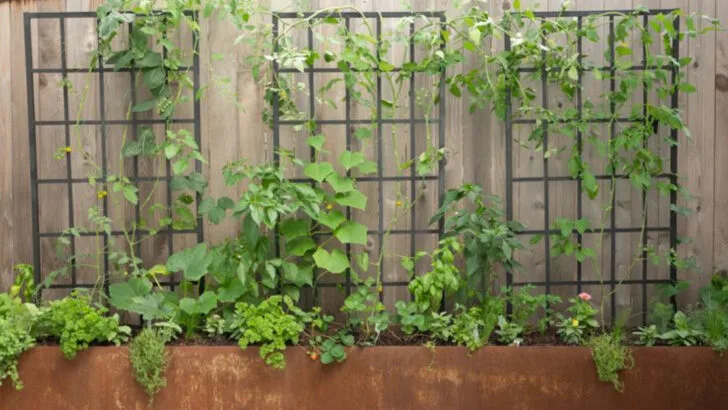 15 Ways to Turn a Small Garden Into a Full Pantry