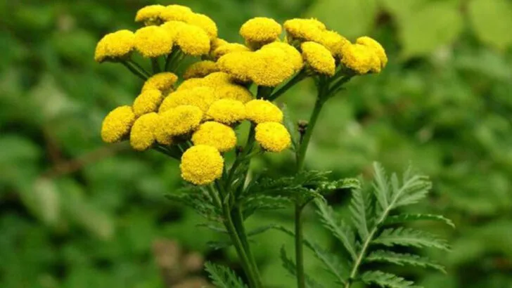 15 Weedy-Looking Plants You Might Regret Encouraging