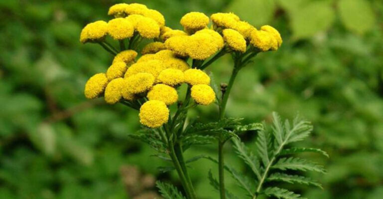 15 Weedy-Looking Plants You Might Regret Encouraging