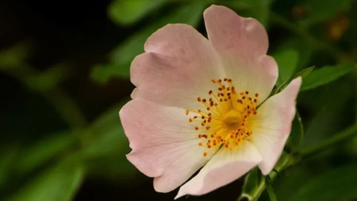 15 Wildflowers So Pretty They Look Fake (But Grow Themselves)