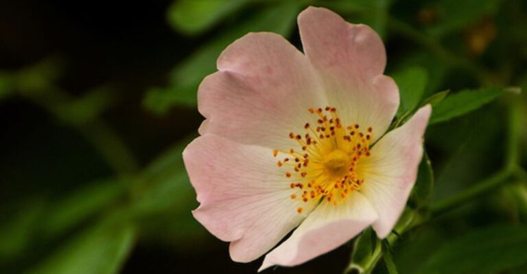 15 Wildflowers So Pretty They Look Fake (But Grow Themselves)